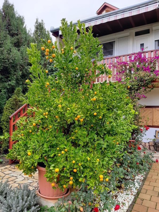 Rozsakert Vendeghaz Bed & Breakfast Szigliget Dış mekan fotoğraf